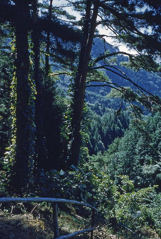 1953 Japan 191 Country Scene.jpg